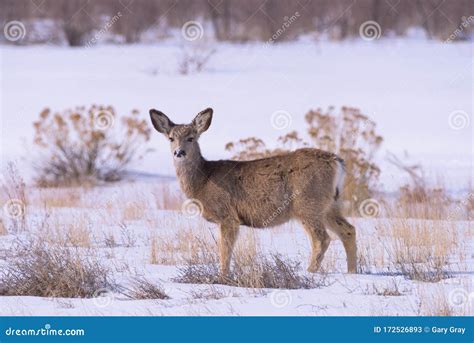 Colorado Wildlife Wild Deer On The High Plains Of Colorado Stock Image