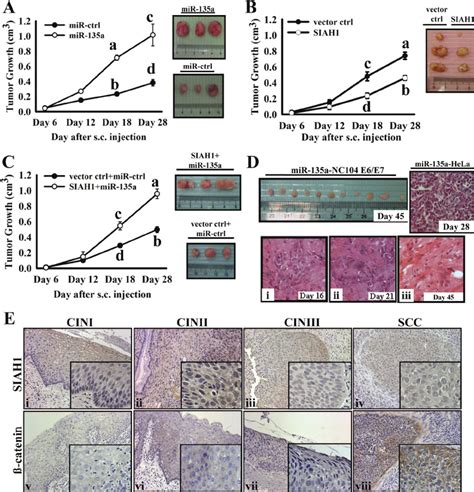 In Vivo Tumor Experiments A Force Expression Of MiR 135a B