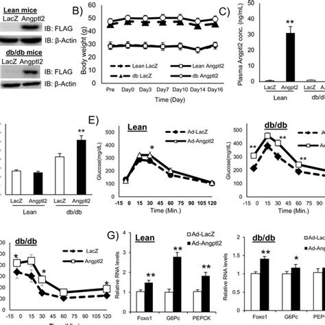 ANGPTL2 Induced Pro Inflammatory Responses In Vitro A Western