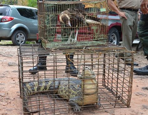 G1 Polícia Ambiental apreende jacaré gavião e coruja na Paraíba