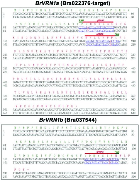 Nucleotide And Deduced Amino Acid Sequences Of Insertion Variants Of