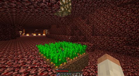 Can You Grow Nether Trees In The Overworld Canzd