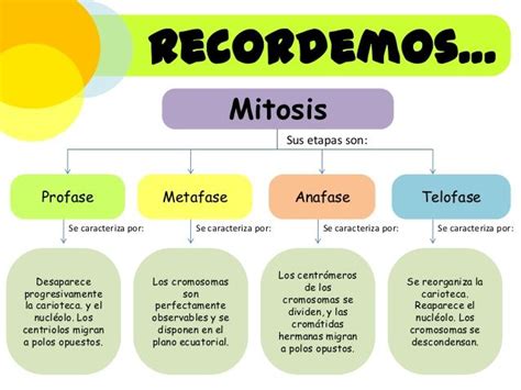 Mitosis Y Meiosis Mapa Conceptual Udocz Sexiz Pix The Best Porn Website