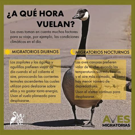 A Qu Edad Vuelan Las Aves Todo Lo Que Necesitas Saber Loros Y