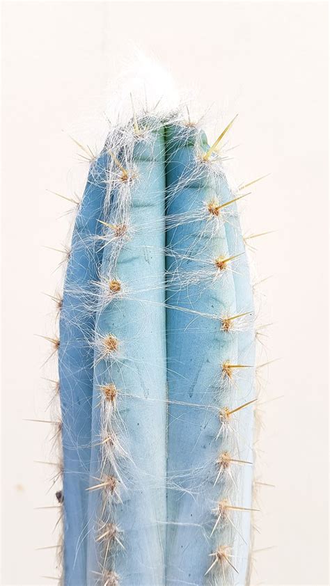 Cactus. Cereus