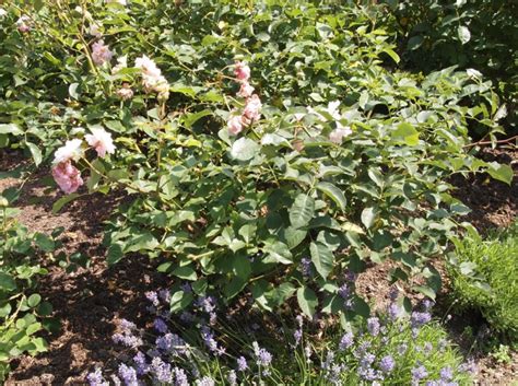 Rosa ‘Felicia’ – Plants – Oak Leaf Gardening