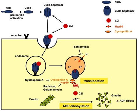 Current Model Of The Cellular Uptake Of C Botulinum C2 Toxin After