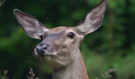 What Is A Female Deer Called Doe Hind Or Cow Bow Donnd