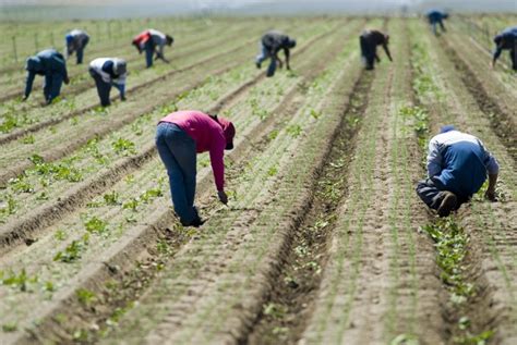 Farm Groups Push for Swift Action on Agriculture Labor from The Senate