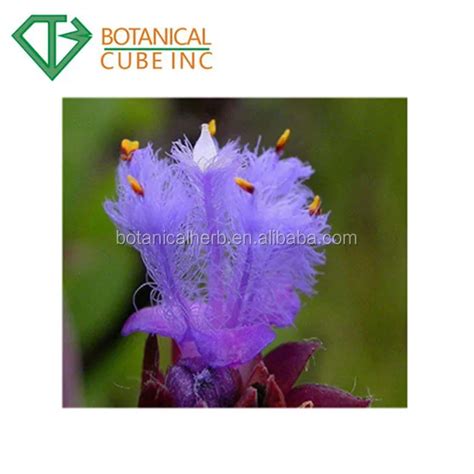 High Quality Cyanotis Arachnoidea Extract Ecdysone