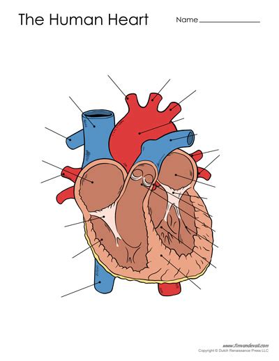 Human Heart Diagram - Unlabeled - Tim's Printables