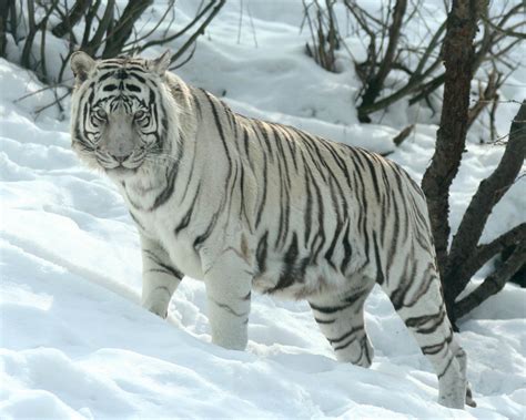 tiger wallpapers  white tiger wallpapers