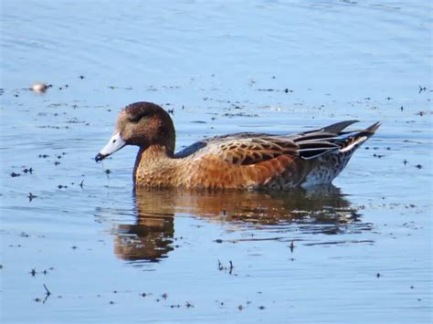 Eurasian wigeon - Facts, Diet, Habitat & Pictures on Animalia.bio