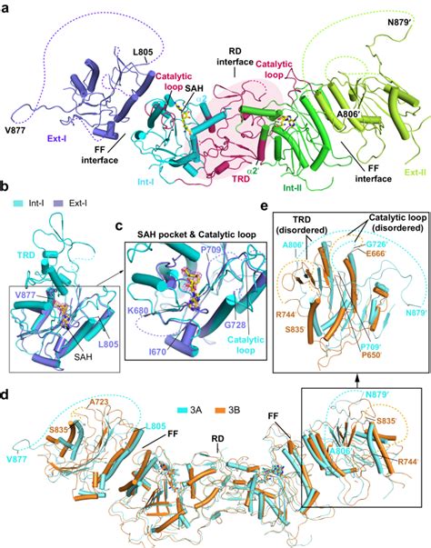 Structure Guided Functional Suppression Of Aml Associated Dnmt3a