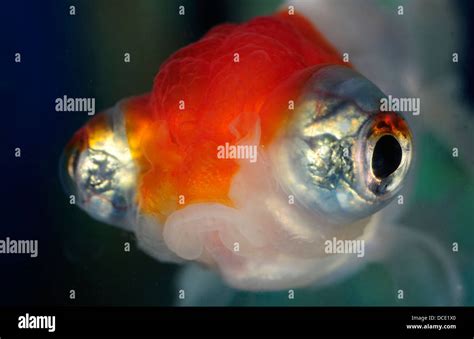 Telescope Eye Goldfish Carassius Auratus Auratus Telescope Eye