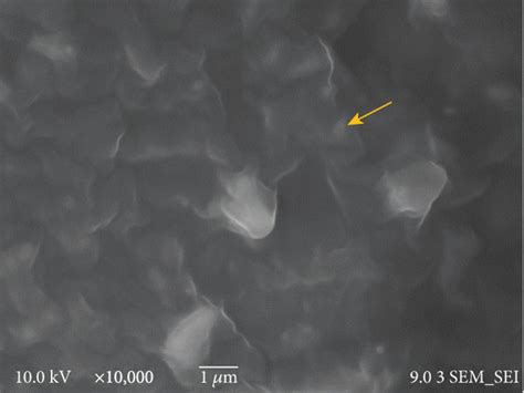 FESEM Images Of The Fracture Surface For The Pure Starch Film A Pure