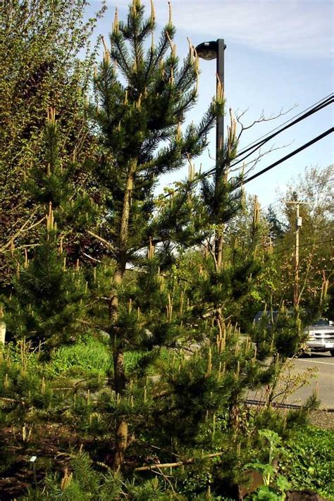 Shore Pine Aka Pinus Contorta Var Contorta It Is Native To The Pnw