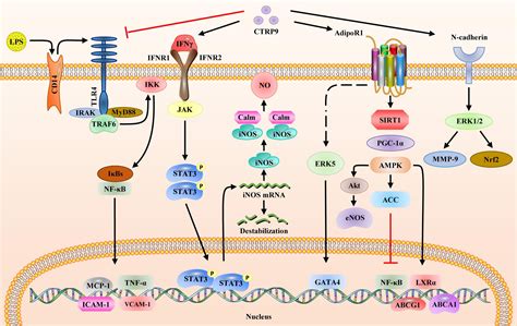 Frontiers C1q Tumor Necrosis Factor Related Protein 9 Basics And