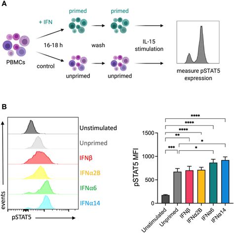 Frontiers Type I Interferon Subtypes Differentially Activate The Anti