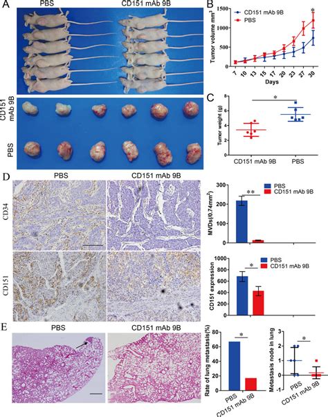 Cd Mab B Inhibited The Progression Of Hccs In Vivo A B And C