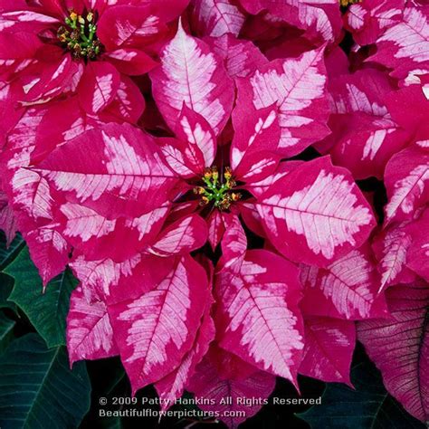 Some Wonderful Red And White Poinsettias Bonsai Flower Flower Seeds