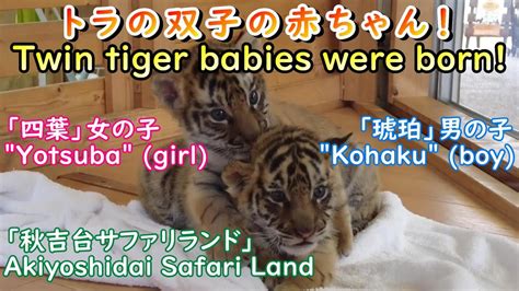 【激かわ】トラの双子の赤ちゃんが生まれたよ！「秋吉台サファリランド」 Super Cute Twin Tiger Babies Were