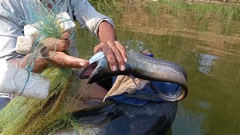 Amazing Fishing Gill Net Fish Trap अद्भुत मछली पकड़ने गिल नेट मछली जाल