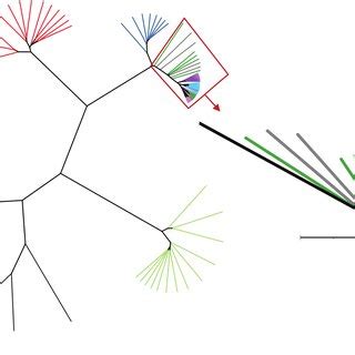 Phylogenetic Tree Using UPGMA Hierarchical Clustering Of The Complete