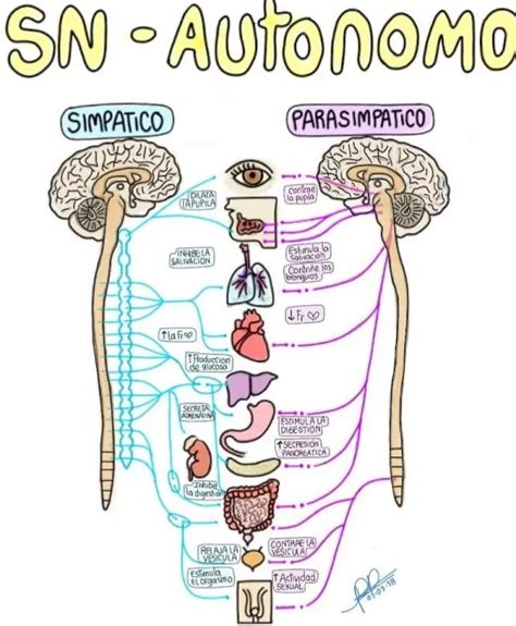 Sistema Nervioso Mind Map Images The Best Porn Website