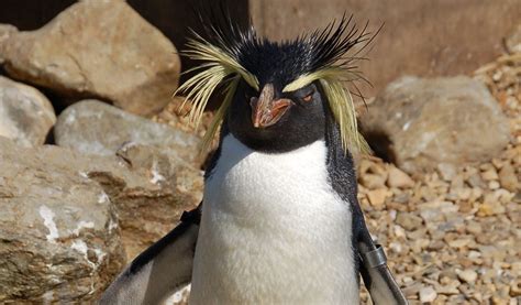 Erect Crested Penguin Swimming