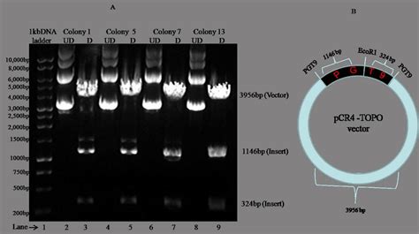 Restriction Digestion Of Pgt9 Topo Plasmid Dna Representative Dna Download Scientific Diagram