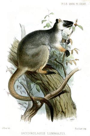 Lumholtz's tree-kangaroo Facts for Kids