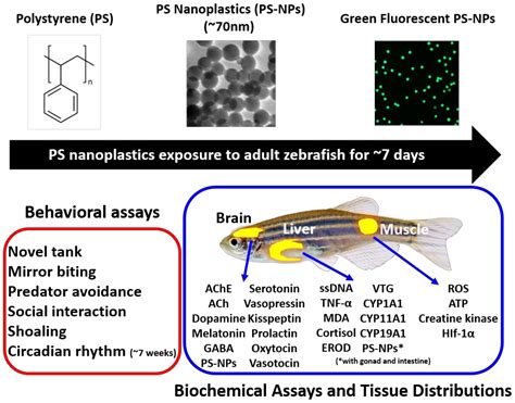 Ijms Free Full Text Nanoplastics Cause Neurobehavioral Impairments