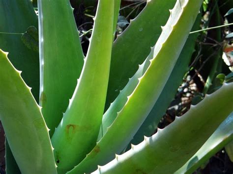 Tipos De Aloe Para Decorar Tu Patio O Terraza Jardineria On