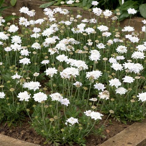 Scabiosa Columbaria Flutter Pure White Scabious