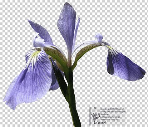 Bandera Azul Del Norte Ra Z De Lirio Iris Iris P Rpura Violeta Flor