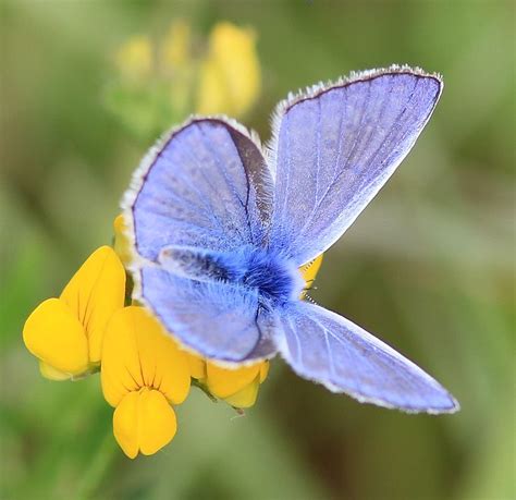 Blauwtje Vlinders