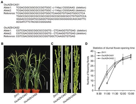 一种调控水稻日间开花时间的osjaz9基因及其应用