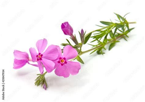 Creeping Phlox Stock Photo | Adobe Stock