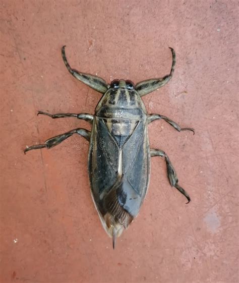 Insecto De Agua Lethocerus Indicus Es Un Insecto Gigante De Agua En