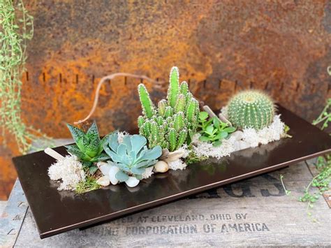 Desert Succulents | The Watering Can Flower Market