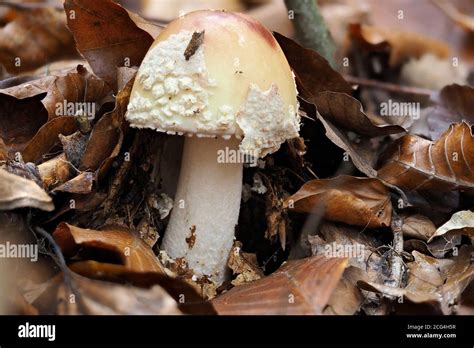 The Blusher Amanita Rubescens Edible Stock Photo Alamy