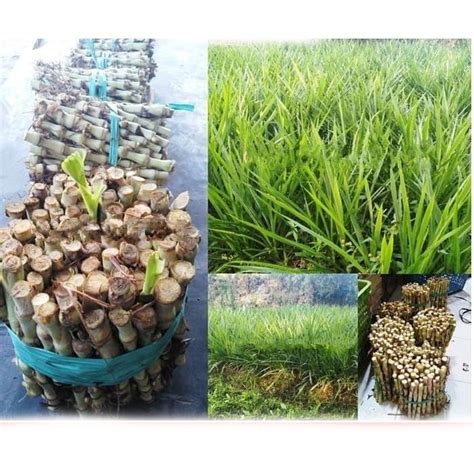 Jual Benih Bibit Rumput Odot Kemasan 1kg Shopee Indonesia