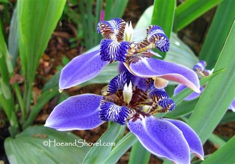 Irises That Won T Shrink From Florida S Humidity Florida Gardening Country Gardening Iris