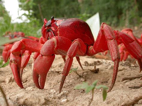 Crab Christmas