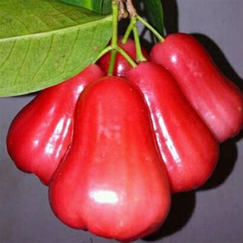 Bibit Jambu Citra Jual Bibit Jambu Air Citra Asli Harga 2022