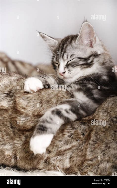 Sleeping Maine Coon Kitten Stock Photo Alamy