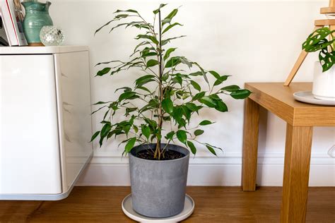 Weeping Fig (Ficus): Care and Growing Guide