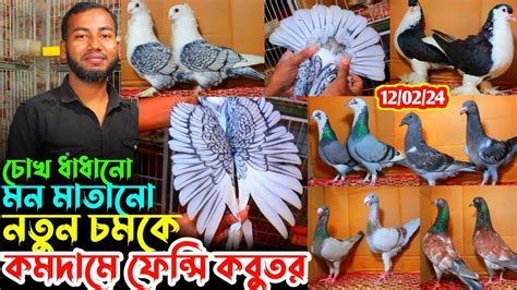 বাংলাদেশের সেরা জনপ্রিয় সব কবুতর কিনুন চোখ ধাধানো কালেকশন