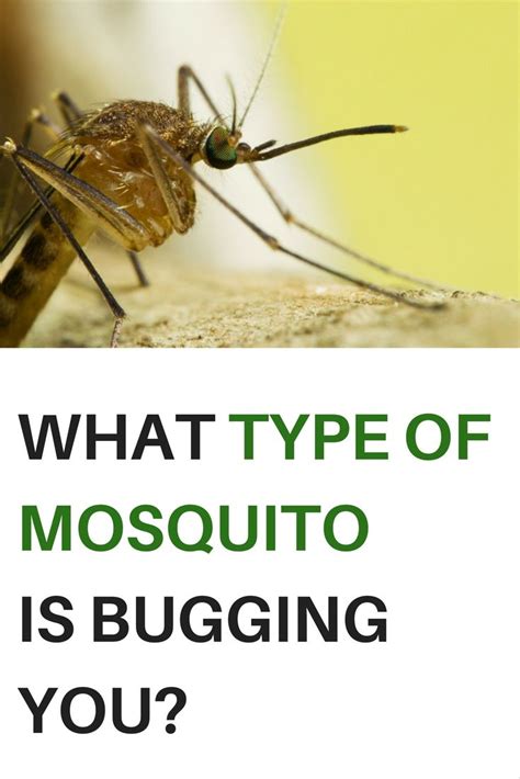 There Are Many Different Types Of Mosquitoes And The Diseases These